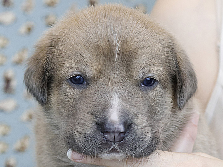 chinook puppy